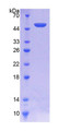 Figure 1. SDS-PAGE