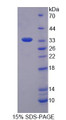 Figure 1. SDS-PAGE