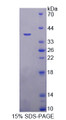 Figure 1. SDS-PAGE