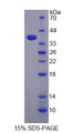 Figure 1. SDS-PAGE