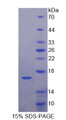 Figure 1. SDS-PAGE