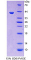 Figure 1. SDS-PAGE