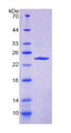 Figure 1. SDS-PAGE