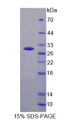 Figure 1. SDS-PAGE