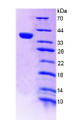 Figure 2. SDS-PAGE