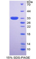 Figure 1. SDS-PAGE