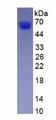 Figure 2. SDS-PAGE