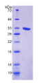 Figure 2. SDS-PAGE