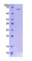 Figure 2. SDS-PAGE