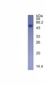 Figure 1. SDS-PAGE