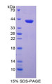 Figure 1. SDS-PAGE