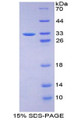 Figure 1. SDS-PAGE