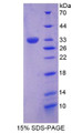 Figure 1. SDS-PAGE