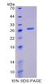 Figure 1. SDS-PAGE