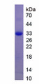 Figure 1. SDS-PAGE