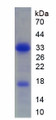 Figure 1. SDS-PAGE