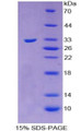 Figure 1. SDS-PAGE