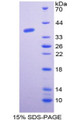 Figure 1. SDS-PAGE