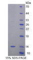 Figure 1. SDS-PAGE