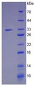 Figure 2. SDS-PAGE