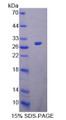 Figure 1. SDS-PAGE