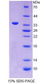 Figure 1. SDS-PAGE