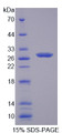 Figure 1. SDS-PAGE