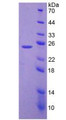 Figure 2. SDS-PAGE