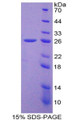 Figure 1. SDS-PAGE