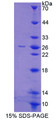 Figure 1. SDS-PAGE