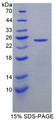 Figure 1. SDS-PAGE