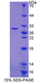 Figure 1. SDS-PAGE