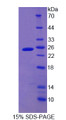 Figure 1. SDS-PAGE