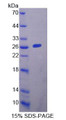 Figure 1. SDS-PAGE