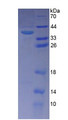 Figure 2. SDS-PAGE