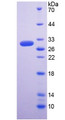 Figure 2. SDS-PAGE