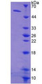 Figure 2. SDS-PAGE