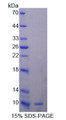 Figure 1. SDS-PAGE