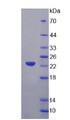 Figure 2. SDS-PAGE