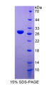 Figure 1. SDS-PAGE