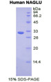 Figure 1. SDS-PAGE