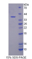 Figure 1. SDS-PAGE