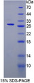 Figure 1. SDS-PAGE