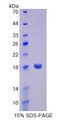 Figure 1. SDS-PAGE