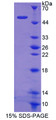 Figure 1. SDS-PAGE