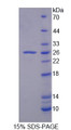 Figure 1. SDS-PAGE