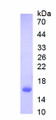 Figure 1. SDS-PAGE