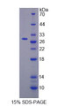 Figure 1. SDS-PAGE