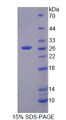 Figure 1. SDS-PAGE