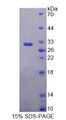 Figure 1. SDS-PAGE